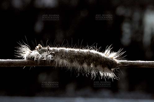 Insects- Caterpillar - Noida, Uttar Pradesh, India- November 13, 2013: A Hairy Caterpillar on a tree branch in a garden at Noida, Uttar Pradesh, India. by Anil