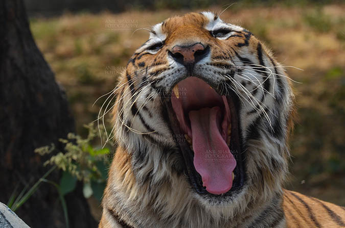 Wildlife- Royal Bengal Tiger (Panthera Tigris Tigris) - Royal Bengal Tiger, New Delhi, India- April 3, 2018: Close-up of a Royal Bengal Tiger (Panthera tigris Tigris) yawning at New Delhi, India. by Anil