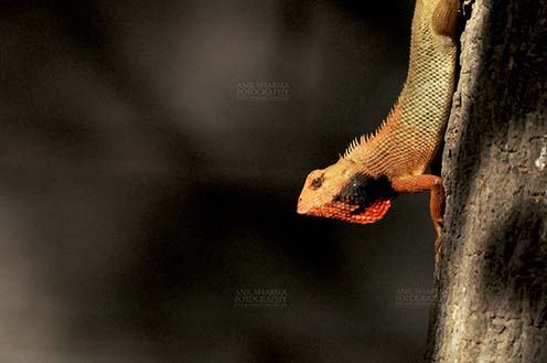 Reptiles- Oriental Garden Lizard - Noida, Uttar Pradesh, India- May 19, 2014: Oriental Garden Lizard or Eastern Garden Lizard (Calotes versicolor) male  in breeding colors in a garden at Noida, Uttar Pradesh, India. by Anil
