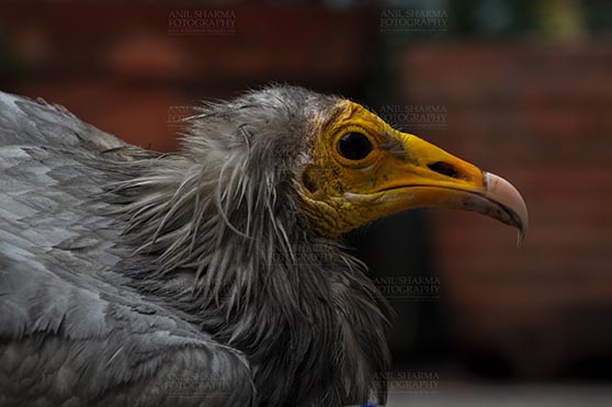 Birds- Egyptian Vulture (Neophron percnopterus) - Egyptian vulture, Aligarh, Uttar Pradesh, India- January 21, 2017:  Close-up of an adult Egyptian Vulture with dark background at Aligarh, Uttar Pradesh, India. by Anil