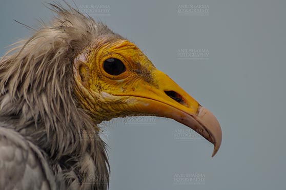 Birds- Egyptian Vulture (Neophron percnopterus) - Egyptian vulture, Aligarh, Uttar Pradesh, India- January 21, 2017: Close-up of an adult Egyptian Vulture with blue background at Aligarh, Uttar Pradesh, India. by Anil