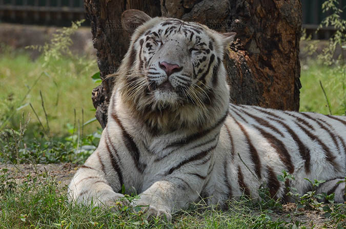 Wildlife- White Tiger (Panthera Tigris) - White Tiger, New Delhi, India- April 3, 2018: Portrait of a White Tiger (Panthera tigris) relaxing under a tree at New Delhi, India. by Anil