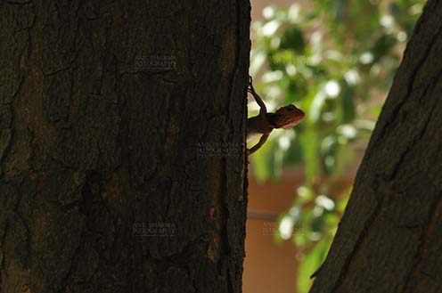 Reptiles- Oriental Garden Lizard - Noida, Uttar Pradesh, India- May 28, 2011: Baby Oriental Garden Lizard, Eastern Garden Lizard or Changeable Lizard (Calotes versicolor) on a tree trunk at Noida, Uttar Pradesh, India. by Anil