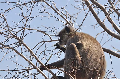 Wildlife- Gray or Common Indian Langur (India) - A hungry black footed Gray or common male Langur (Semnopithecus hypoleucos) sitting on a tree branch eating leaves at Bhopal, Madhya Pradesh, India. by Anil