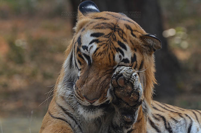Wildlife- Royal Bengal Tiger (Panthera Tigris Tigris) - Royal Bengal Tiger, New Delhi, India- April 5, 2018:  A Royal Bengal Tiger (Panthera tigris Tigris) rubbing its eye with its paw at  New Delhi, India. by Anil