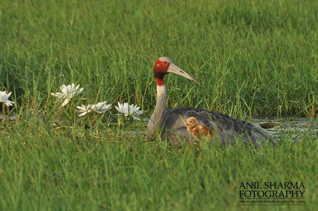 Birds- Sarus Crane (Grus Antigone) - Mom Sarus Crane, Grus Antigone (Linnaeus) with chick at Greater Noida, Uttar Pradesh, India. by Anil