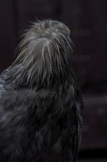 Birds- Egyptian Vulture (Neophron percnopterus) - Egyptian vulture, Aligarh, Uttar Pradesh, India- January 21, 2017:  Back pose of an adult Egyptian Vulture lwith dark background at Aligarh, Uttar Pradesh, India. by Anil