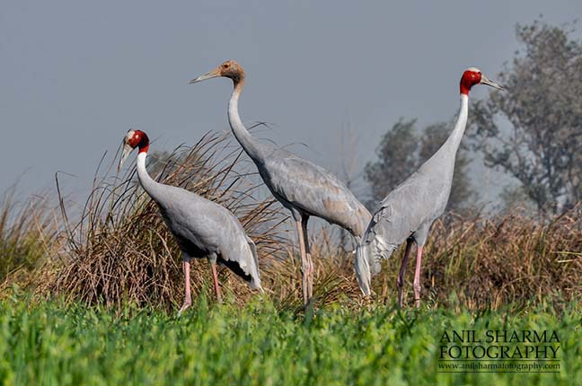 Birds- Sarus Crane (Grus Antigone) - A Sarus Crane family, Grus Antigone (Linnaeus) at Dhanauri wetland, Greater Noida, Uttar Pradesh, India. by Anil