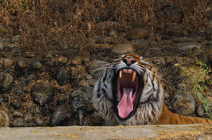 Wildlife- Royal Bengal Tiger (Panthera Tigris Tigris) - Royal Bengal Tiger, New Delhi, India- April 3, 2018: A Royal Bengal Tiger (Panthera tigris Tigris) sitting in a waterhole showing its canines at New Delhi, India. by Anil