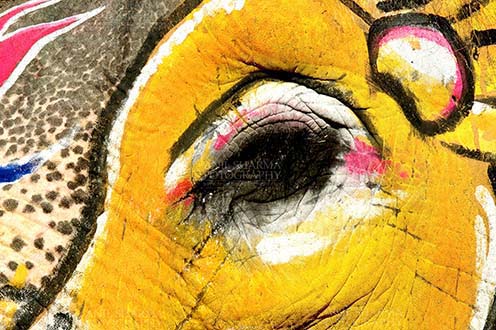 Festivals- Holi and Elephant Festival (Jaipur) - Eye of a decorated Elephant at Holi and Elephant Festival at jaipur, Rajasthan (India). by Anil