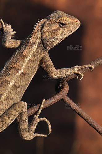 Reptiles- Oriental Garden Lizard - Noida, Uttar Pradesh, India- June 25, 2016: Close-up of an Oriental Garden Lizard, Eastern Garden Lizard or Changeable Lizard (Calotes versicolor) Noida, Uttar Pradesh, India. by Anil