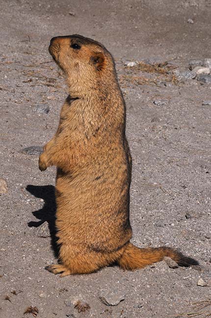 Wildlife- The Himalayan Marmots, J \x26 K (India) - A Himalayan Marmots standing in a field at Leh. by Anil