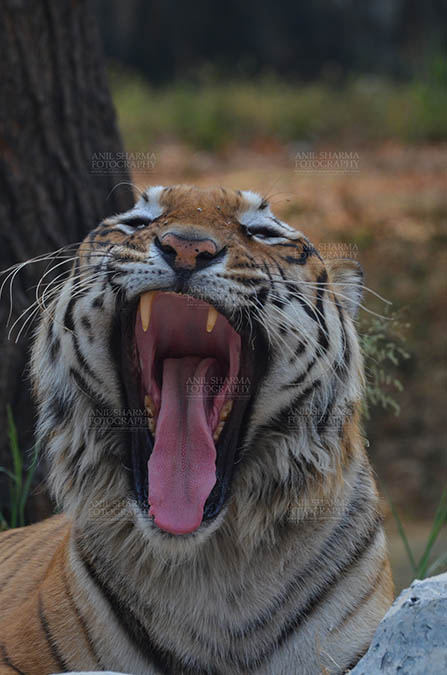 Wildlife- Royal Bengal Tiger (Panthera Tigris Tigris) - Royal Bengal Tiger, New Delhi, India- April 5, 2018: Portrait of A Royal Bengal Tiger (Panthera tigris Tigris) in furious mood showing its canines at New Delhi, India. by Anil