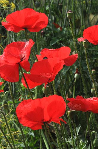 Flowers- Poppy Flowers (Papaver oideae) - A Group of Beautiful Red Color Poppy (Papaver oideae) flowers with green color background blooming in a small garden at Noida, Uttar Pradesh, India. by Anil