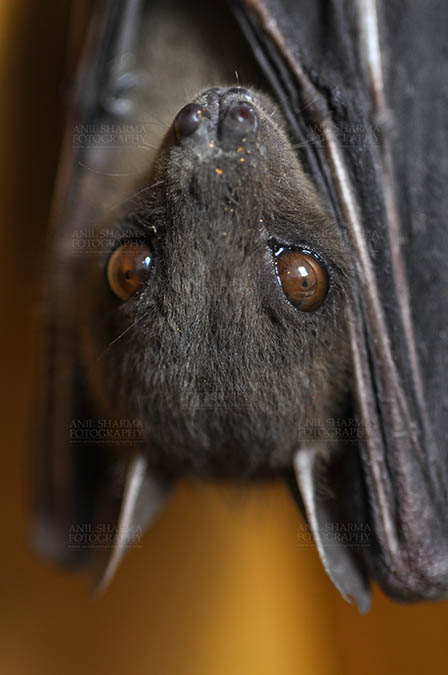 Wildlife- Indian Fruit Bat (Petrous giganteus) - Indian Fruit Bats (Pteropus giganteus) Noida, Uttar Pradesh, India- January 19, 2017: Close-up of an Indian fruit bat hanging upside down showing big eyes at Noida, Uttar Pradesh, India. by Anil