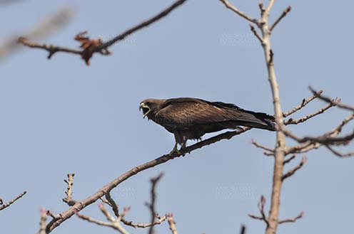 Birds-  Black Kite Milvus migrans (Boddaert) - Papa Black Kite in attacking mood. by Anil