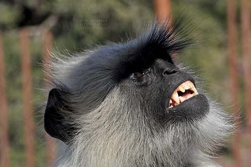 Wildlife- Gray or Common Indian Langur (India) - Close-up of a black footed Gray Langur’s (Semnopithecus hypoleucos) in angry mood at Bhopal, Madhya Pradesh, India. by Anil