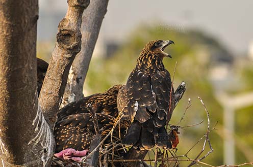 Birds-  Black Kite Milvus migrans (Boddaert) - Hungry black kite chick calling Mom !!!! by Anil