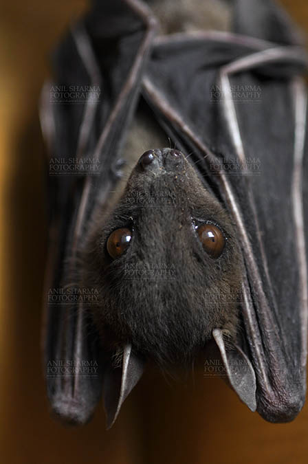Wildlife- Indian Fruit Bat (Petrous giganteus) - Indian Fruit Bats (Pteropus giganteus) Noida, Uttar Pradesh, India- January 19, 2017: An Indian fruit bat hangs with wings folded at Noida, Uttar Pradesh, India. by Anil