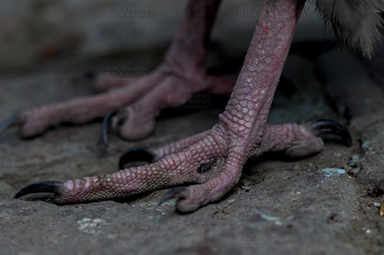 Birds- Egyptian Vulture (Neophron percnopterus) - Egyptian vulture, Aligarh, Uttar Pradesh, India- January 21, 2017:   Close-up of an Egyptian Vulture's feet, Aligarh, Uttar Pradesh, India. by Anil