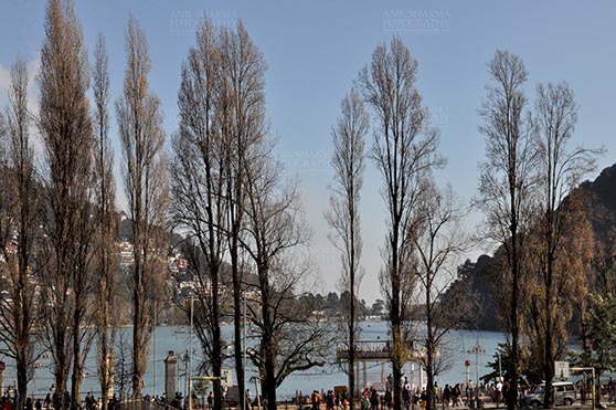 Travel- Nainital (Uttarakhand) - Nainital, Uttarakhand, India- November 13, 2015: Naini Lake and beauty of leafless popular tree at Band stand Mallital, Nainital, Uttarakhand, India. by Anil