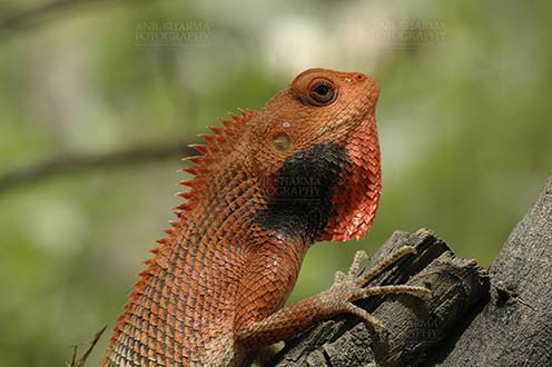 Reptiles- Oriental Garden Lizard - Noida, Uttar Pradesh, India- April 22, 2010: Oriental Garden Lizard, or Changeable Lizard (Calotes versicolor) in breeding color. by Anil