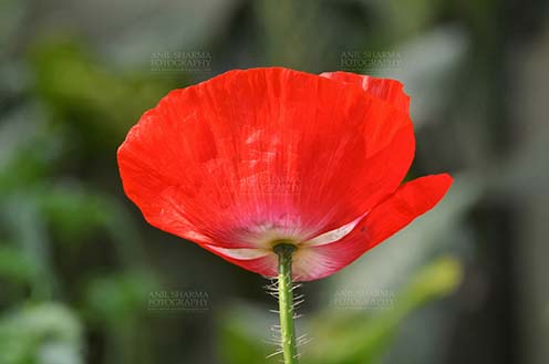 Flowers- Poppy Flowers (Papaver oideae) - Beautiful Red Color Poppy (Papaver oideae) flower with green color background blooming in a garden at Noida, Uttar Pradesh, India.
 by Anil