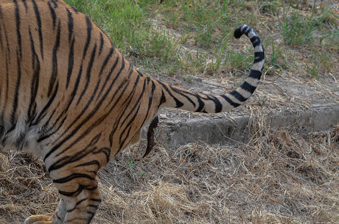 Wildlife- Royal Bengal Tiger (Panthera Tigris Tigris) - Royal Bengal Tiger, New Delhi, India- April 5, 2018: A Royal Bengal Tiger (Panthera tigris Tigris) feces at New Delhi, India. by Anil