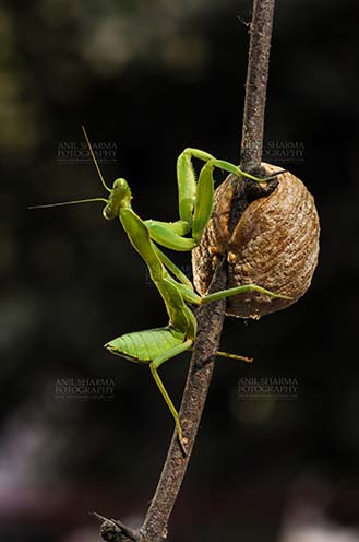 Insect- Praying Mantis - A Praying Mantis,  Mantodea (or mantises, mantes) with ootheca the protective capsule with the eggs on a tree branch at Noida, Uttar Pradesh, India. by Anil