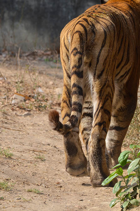 Wildlife- Royal Bengal Tiger (Panthera Tigris Tigris) - Royal Bengal Tiger, New Delhi, India- April 2, 2018: A Royal Bengal Tiger (Panthera tigris Tigris) roaming showing back portion at New Delhi, India. by Anil