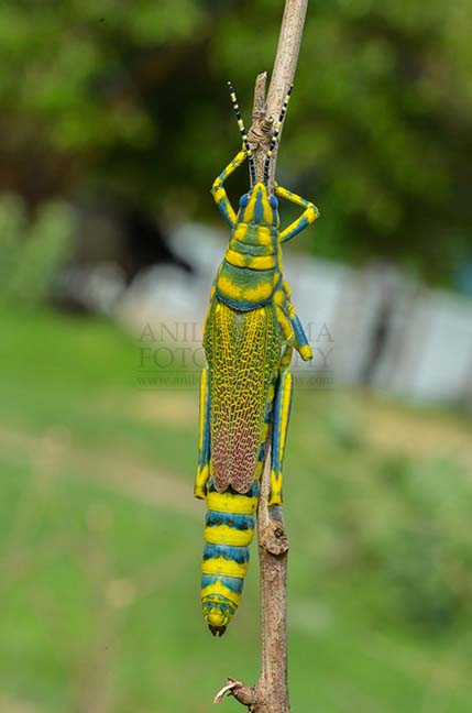 Insects- Indian Painted Grasshopper - An Indian Painted Grasshopper, Poekilocerus Pictus, on a tree branch at Noida, Uttar Pradesh, India. by Anil