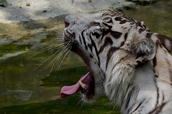 Wildlife- White Tiger (Panthera Tigris) - White Tiger, New Delhi, India- June 20, 2018: A White Tiger (Panthera tigris) yawning at New Delhi, India. by Anil