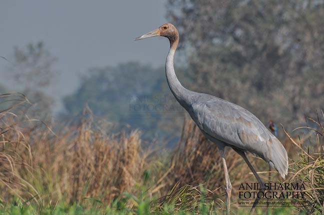 Birds- Sarus Crane (Grus Antigone) - A young Sarus Crane, Grus Antigone (Linnaeus) in an agricultural field at Dhanauri wetland, Greater Noida, Uttar Pradesh, India. by Anil