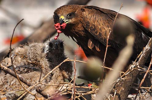 Birds-  Black Kite Milvus migrans (Boddaert) - Mom black kite feeding raw meat to her chicks. by Anil