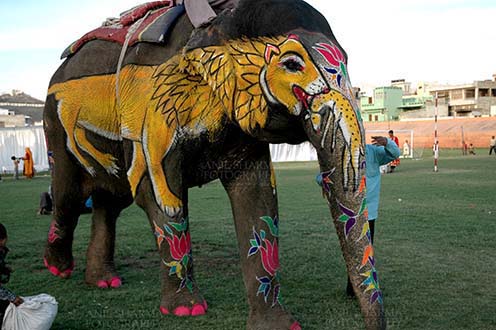 Festivals- Holi and Elephant Festival (Jaipur) - A decorate Elephant with owner at Holi and Elephant Festival at jaipur, Rajasthan (India).
. by Anil