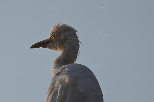 Birds- Cattle Egret (Bubulcus ibis) - Noida, India- October 13, 2015: Cattle Egret (Bubulcus ibis) close-up of head during breeding season with orange pullme on its head and back at Noida, Uttar Pradesh, India. by Anil