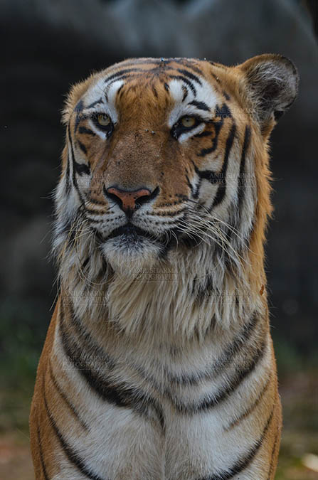Wildlife- Royal Bengal Tiger (Panthera Tigris Tigris) - Royal Bengal Tiger, New Delhi, India- April 5, 2018: Portrait of A Royal Bengal Tiger (Panthera tigris Tigris) at New Delhi, India. by Anil