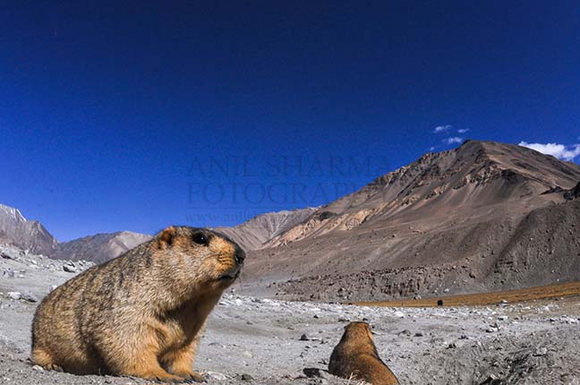 Wildlife- The Himalayan Marmots, J \x26 K (India) - Two Himalayan Marmots enjoying sun at Leh. by Anil