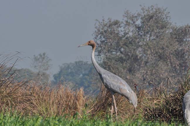 Birds- Sarus Crane (Grus Antigone) - A young Sarus Crane, Grus Antigone (Linnaeus) in an agricultural field at Dhanauri wetland, Greater Noida, Uttar Pradesh, India. by Anil