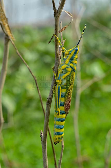 Insects- Indian Painted Grasshopper - An Indian Painted Grasshopper, Noida, Uttar Pradesh, India- July 8, 2017: An Indian Painted Grasshopper, Poekilocerus Pictus, on a tree branch at Noida, Uttar Pradesh, India. by Anil