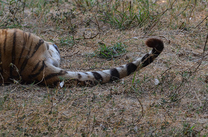Wildlife- Royal Bengal Tiger (Panthera Tigris Tigris) - Royal Bengal Tiger, New Delhi, India- April 2, 2018: Tail of a Royal Bengal Tiger (Panthera tigris Tigris) lying on the ground at New Delhi, India. by Anil