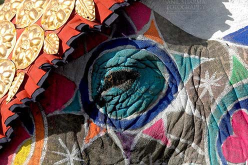 Festivals- Holi and Elephant Festival (Jaipur) - A decorated Elephant's eye at Holi and Elephant Festival at jaipur, Rajasthan (India). by Anil
