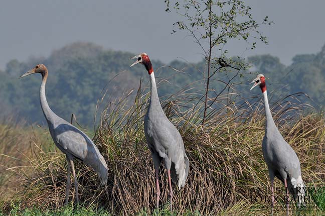 Birds- Sarus Crane (Grus Antigone) - A Sarus Crane family, Grus Antigone (Linnaeus) in an agricultural field at Dhanauri wetland, Greater Noida, Uttar Pradesh, India. by Anil
