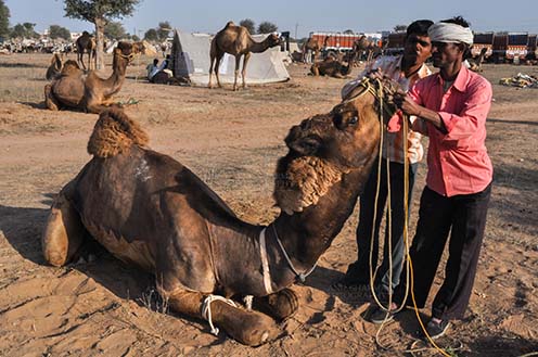 Fairs- Nagaur Cattle Fair (Rajasthan) - Nagaur, Rajasthan, India- Febuary 10, 2011: A Buyer examining teeths of a young camel to know correct age at Nagaur cattle fair, Nagaur, Rajasthan (India). by Anil