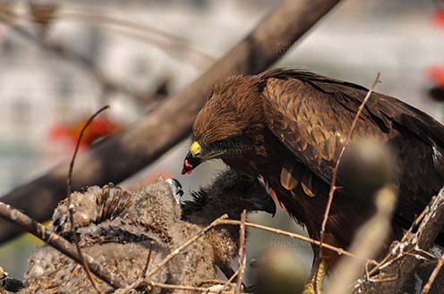 Birds-  Black Kite Milvus migrans (Boddaert) - Mom black kite feeding raw meat to her chicks. by Anil