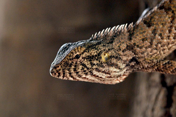 Reptiles- Oriental Garden Lizard - Noida, Uttar Pradesh, India- May 18, 2011: Side pose of an Oriental Garden Lizard, Eastern Garden Lizard or (Calotes versicolor) at Noida, Uttar Pradesh, India. by Anil