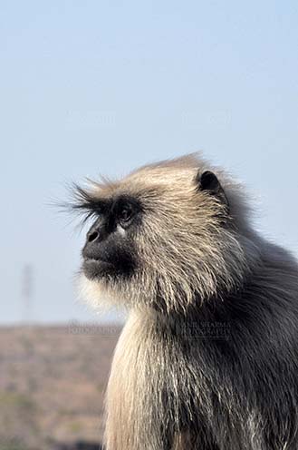 Wildlife- Gray or Common Indian Langur (India) - Close-up of an old black footed female Gray Langur (Semnopithecus hypoleucos) at Bhopal, Madhya Pradesh, India. by Anil