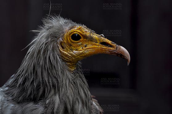 Birds- Egyptian Vulture (Neophron percnopterus) - Egyptian vulture, Aligarh, Uttar Pradesh, India- May 26, 2017: Close-up of an Egyptian Vulture looking straight with dark background at Aligarh, Uttar Pradesh, India. by Anil