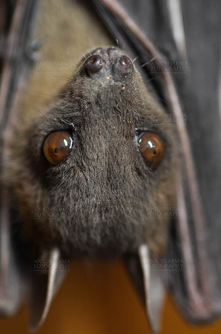Wildlife- Indian Fruit Bat (Petrous giganteus) - Indian Fruit Bats (Pteropus giganteus)  Noida, Uttar Pradesh, India- January 19, 2017: An Indian fruit bat hanging upside down showing big eyes at Noida, Uttar Pradesh, India. by Anil