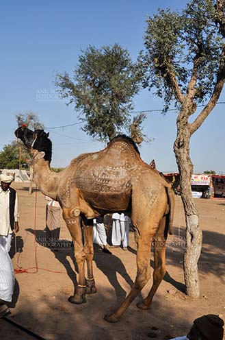 Fairs- Nagaur Cattle Fair (Rajasthan) - Nagaur, Rajasthan, India- Febuary 10, 2011: A young camel with owner and buyers at Nagaur Cattle fair, Nagaur, Rajasthan, India by Anil